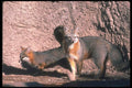 109031 Gray Foxes Mated Pair A4 Photo Print