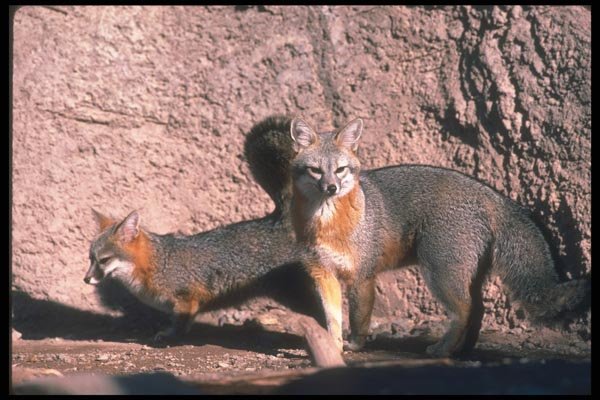 109031 Gray Foxes Mated Pair A4 Photo Print