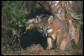 109032 Gray Fox Autumn A4 Photo Print