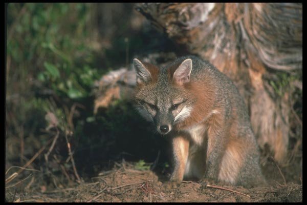 109032 Gray Fox Autumn A4 Photo Print