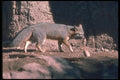 109033 Gray Fox A4 Photo Print