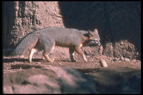 109033 Gray Fox A4 Photo Print