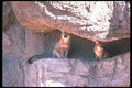 109034 Gray Foxes Mated Pair In Rocky Den A4 Photo Print