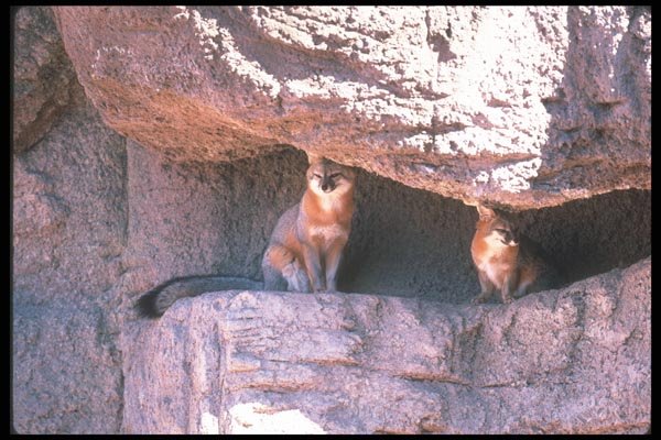 109034 Gray Foxes Mated Pair In Rocky Den A4 Photo Print