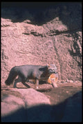 109035 Gray Fox Trotting (Mate In Background) A4 Photo Print