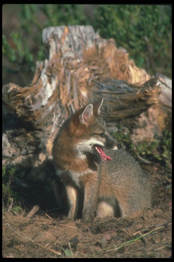 109036 Gray Fox Autumn A4 Photo Print