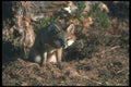 109037 Gray Fox In Autumn At Den Eye Contact A4 Photo Print