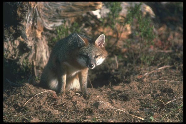 109037 Gray Fox In Autumn At Den Eye Contact A4 Photo Print