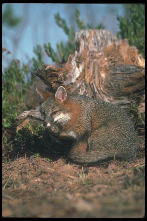 109038 Gray Fox Autumn A4 Photo Print