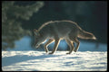 109039 Coyote Halo Lit On Snowy Horizon A4 Photo Print