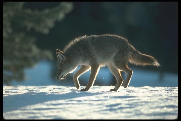 109039 Coyote Halo Lit On Snowy Horizon A4 Photo Print