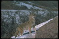 109040 Coyote In Snowy Brush A4 Photo Print