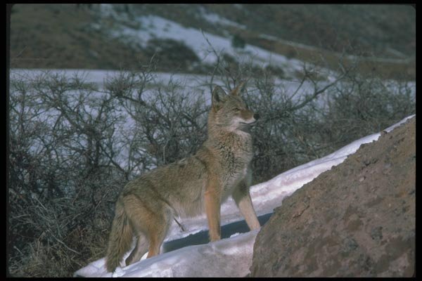 109040 Coyote In Snowy Brush A4 Photo Print