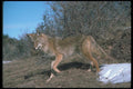 109041 Coyote A4 Photo Print