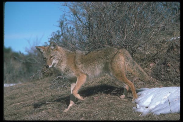 109041 Coyote A4 Photo Print
