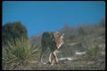 109042 Coyote A4 Photo Print