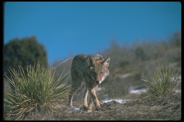 109042 Coyote A4 Photo Print