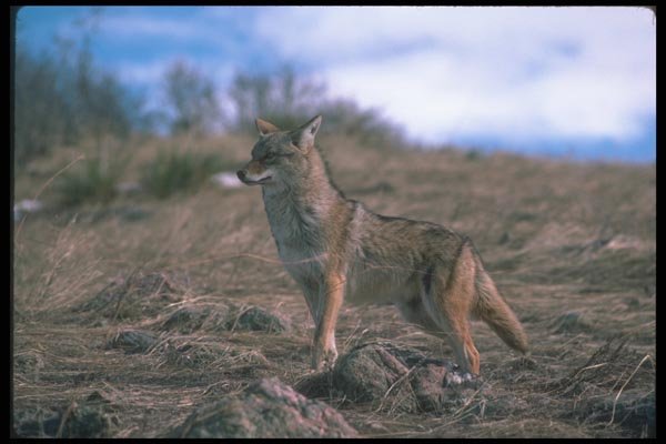 109043 Coyote A4 Photo Print