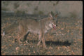 109044 Coyote Autumn A4 Photo Print