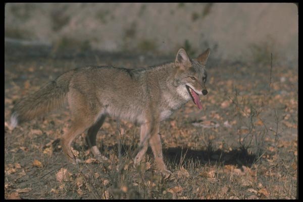109044 Coyote Autumn A4 Photo Print