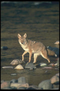 109045 Coyote Autumn Along Wilderness River A4 Photo Print