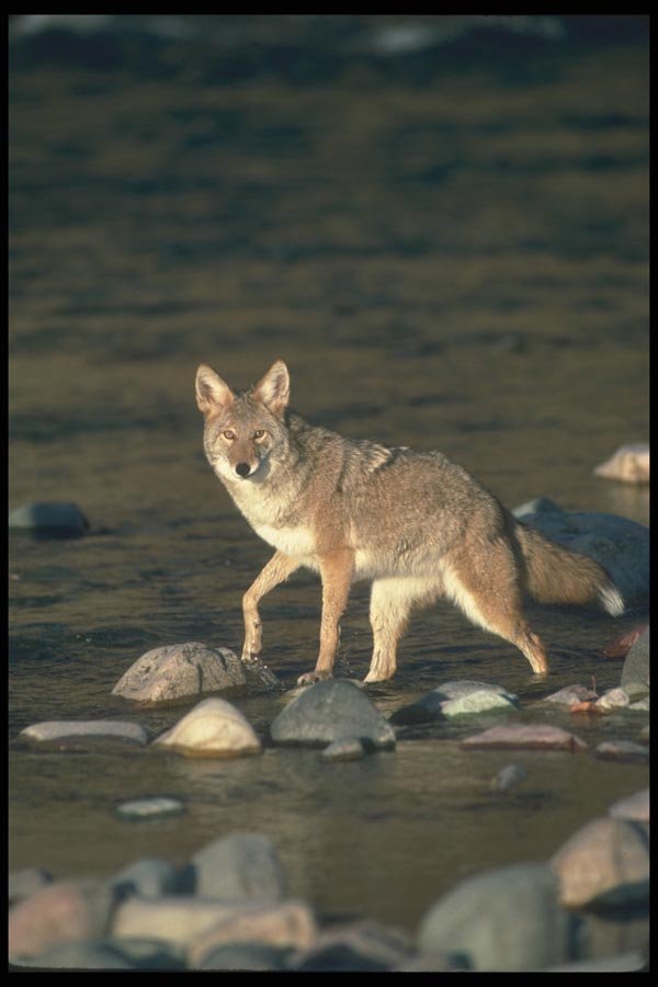 109045 Coyote Autumn Along Wilderness River A4 Photo Print