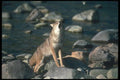 109046 Coyote Autumn Along Wilderness River Howling A4 Photo Print