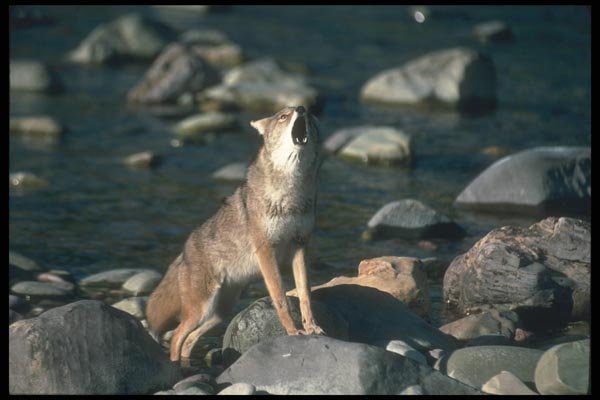 109046 Coyote Autumn Along Wilderness River Howling A4 Photo Print