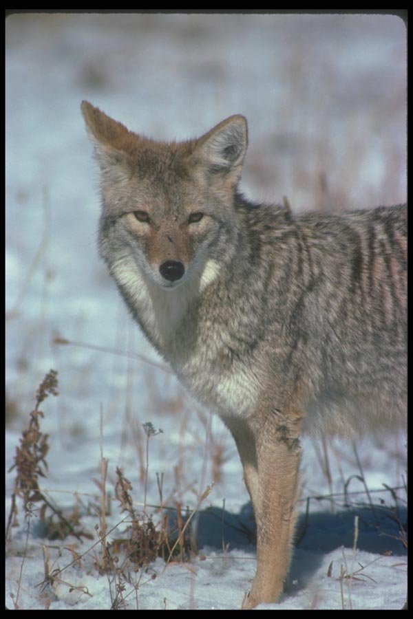 109047 Coyote On Snow A4 Photo Print