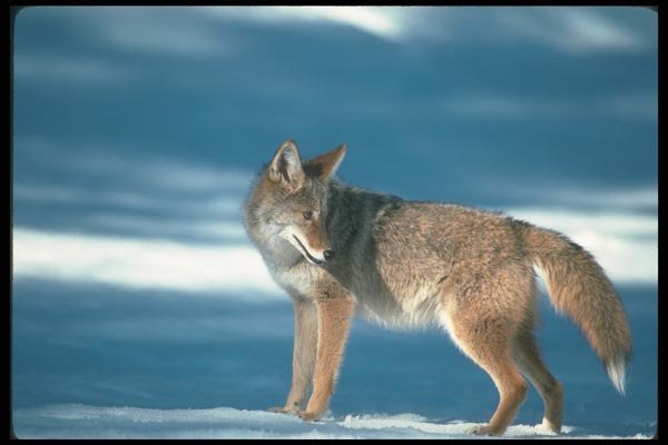 109048 Coyote On Snow Light A4 Photo Print