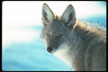 109049 Coyote Head Shot With Eye Contact A4 Photo Print