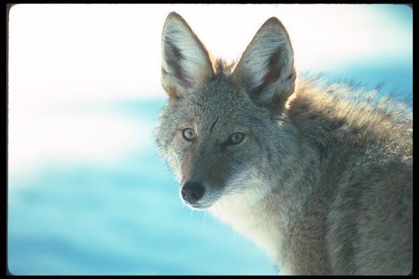 109049 Coyote Head Shot With Eye Contact A4 Photo Print