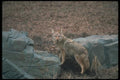 109050 Coyote On Grassy Knoll A4 Photo Print