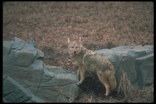 109050 Coyote On Grassy Knoll A4 Photo Print