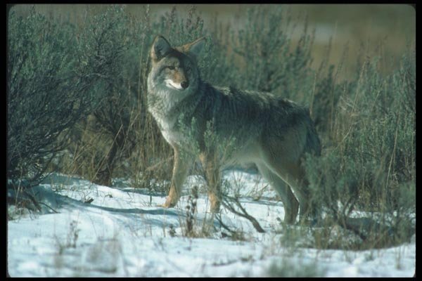 109051 Coyote On Snow A4 Photo Print