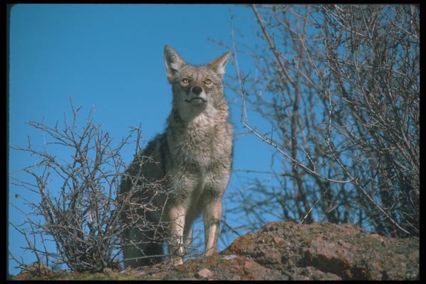109052 Coyote A4 Photo Print