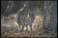 109053 Coyote Autumn Scratching Earth A4 Photo Print