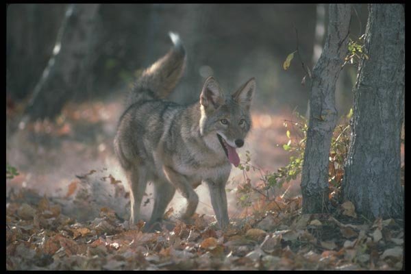 109053 Coyote Autumn Scratching Earth A4 Photo Print