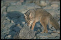 109054 Coyote Autumn Along Wilderness River A4 Photo Print