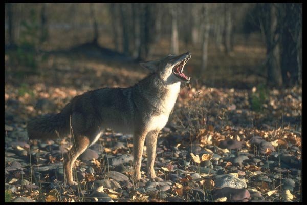 109055 Coyote Autumn Howling A4 Photo Print