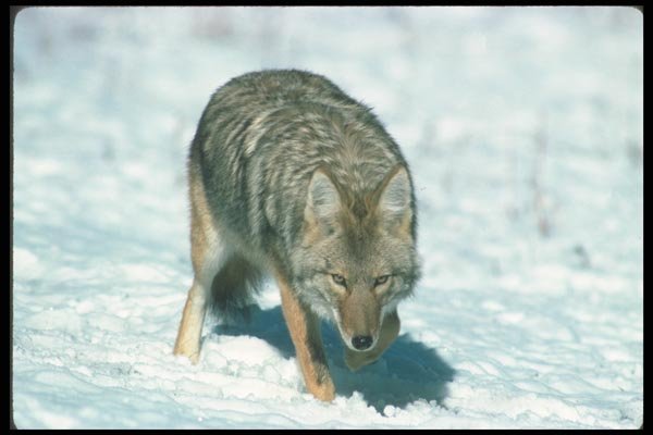 109056 Coyote On Snow A4 Photo Print