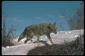 109057 Coyote A4 Photo Print