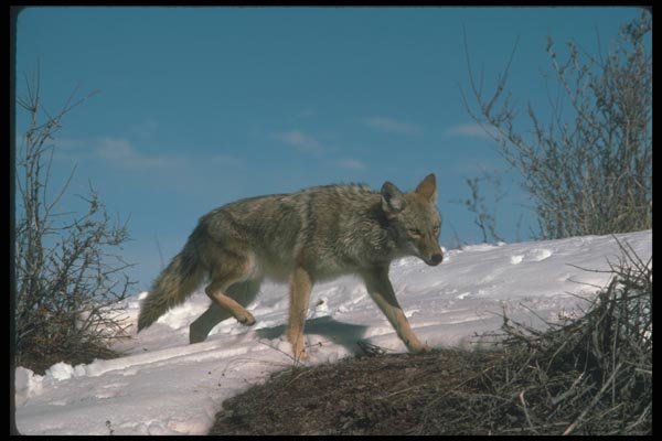 109057 Coyote A4 Photo Print