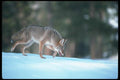 109058 Coyote On Snow A4 Photo Print