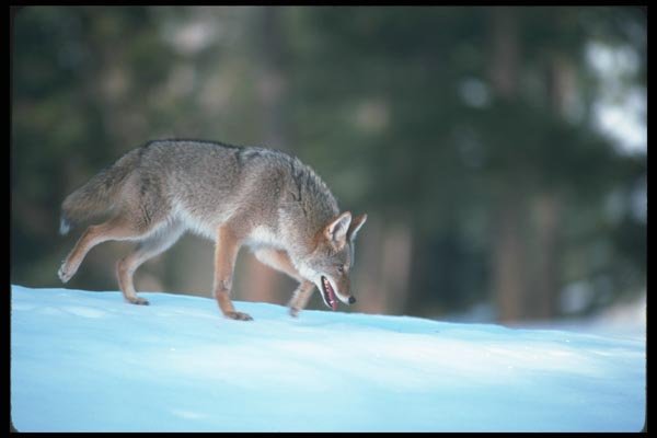 109058 Coyote On Snow A4 Photo Print