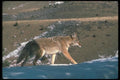 109059 Coyote A4 Photo Print