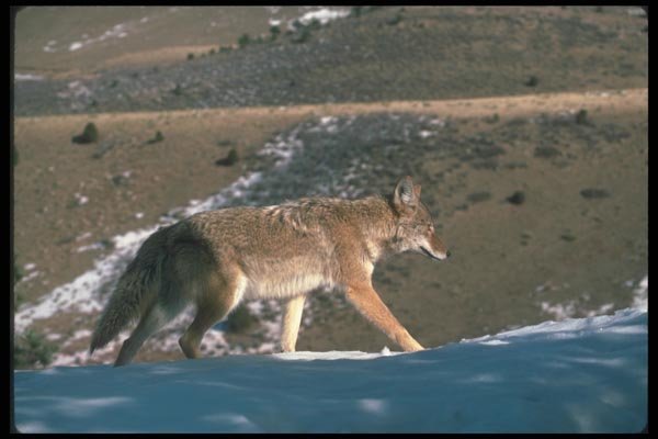 109059 Coyote A4 Photo Print