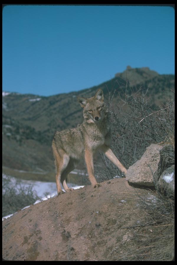 109060 Coyote A4 Photo Print
