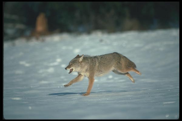 109061 Coyote Running On Snow A4 Photo Print