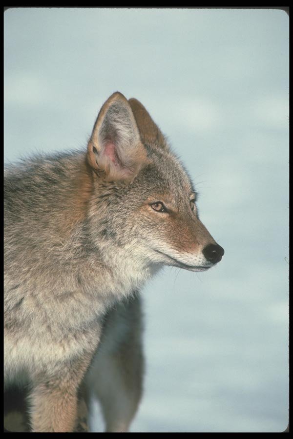 109063 Coyote (Head Shot) A4 Photo Print